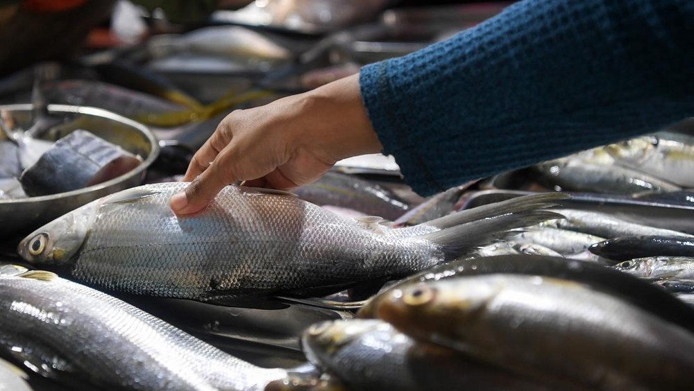 Target KKP: Produksi Ikan Melonjak, Ekspor Tembus Miliaran Dollar!